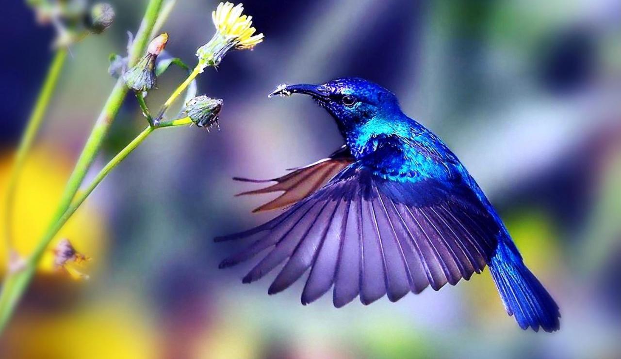 Hummingbird Retreat - Luxury Oceanview Apt, 7-Minute Walk To Beach Ocho Rios Exteriör bild